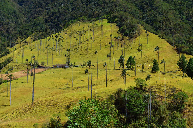 Hike to Valle del Cocora (Salento, Quindío)