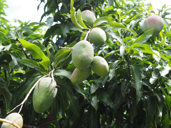 Mangosteen & Sugar Cane Route