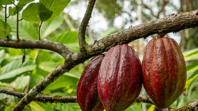 Cacao Route Trip