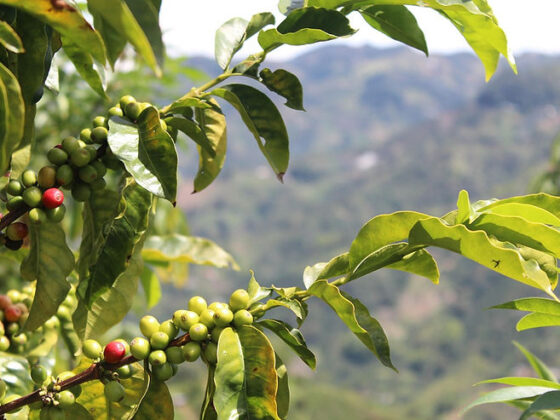 Paisaje Cultural Cafetero Tour (Coffee Culture Landscape)
