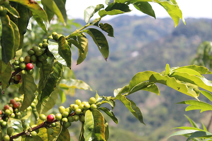 Paisaje Cultural Cafetero Tour (Coffee Culture Landscape)