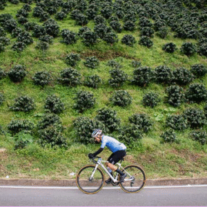 Land of Coffee prueba